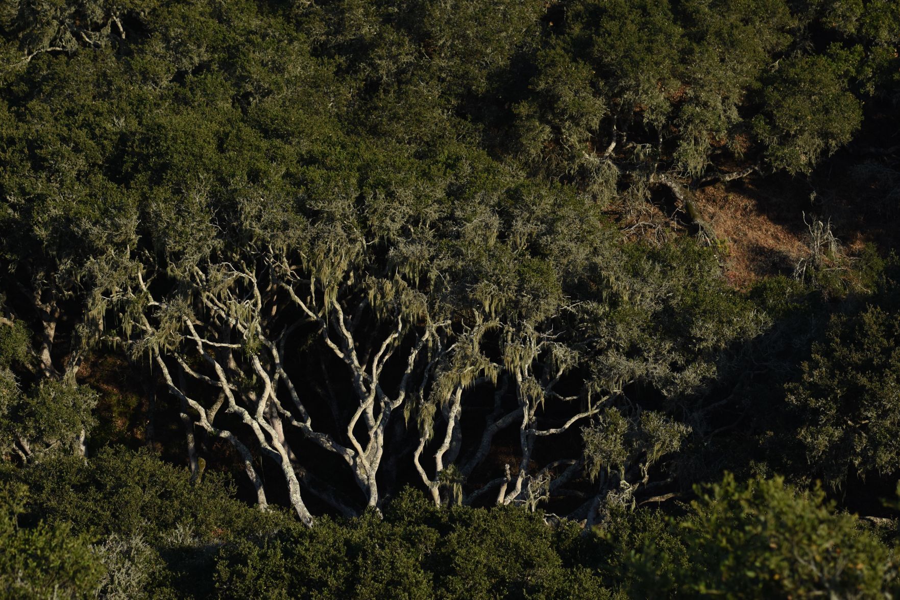 oak tree.jpg